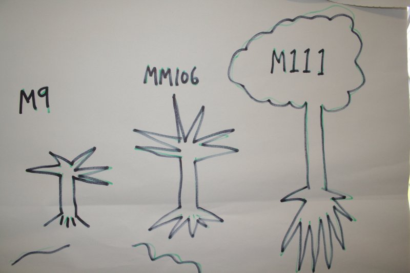 Flip chart diagram of different types of rootstock.